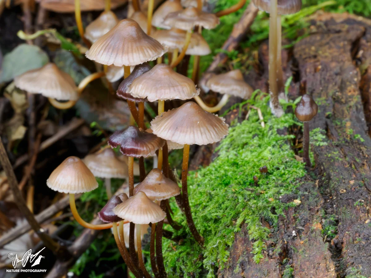 Rośliny - Grzybówka pochylona na mchowym pniu