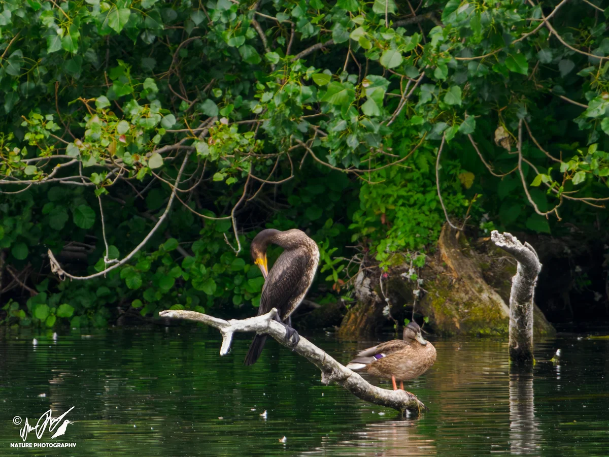 Ptaki - Kormoran zwyczajny i krzyżówka na drewnie