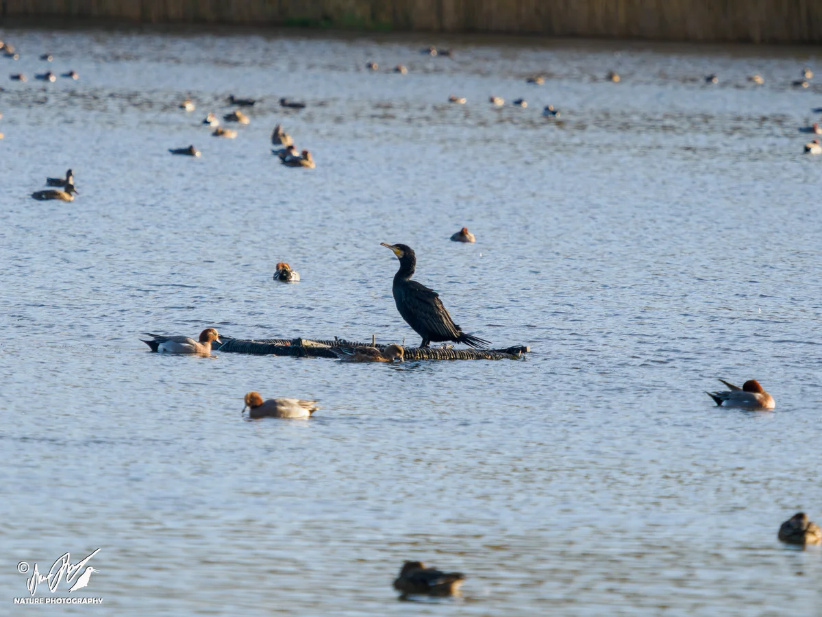 Ptaki - Kormoran zwyczajny stojący na kłodzie