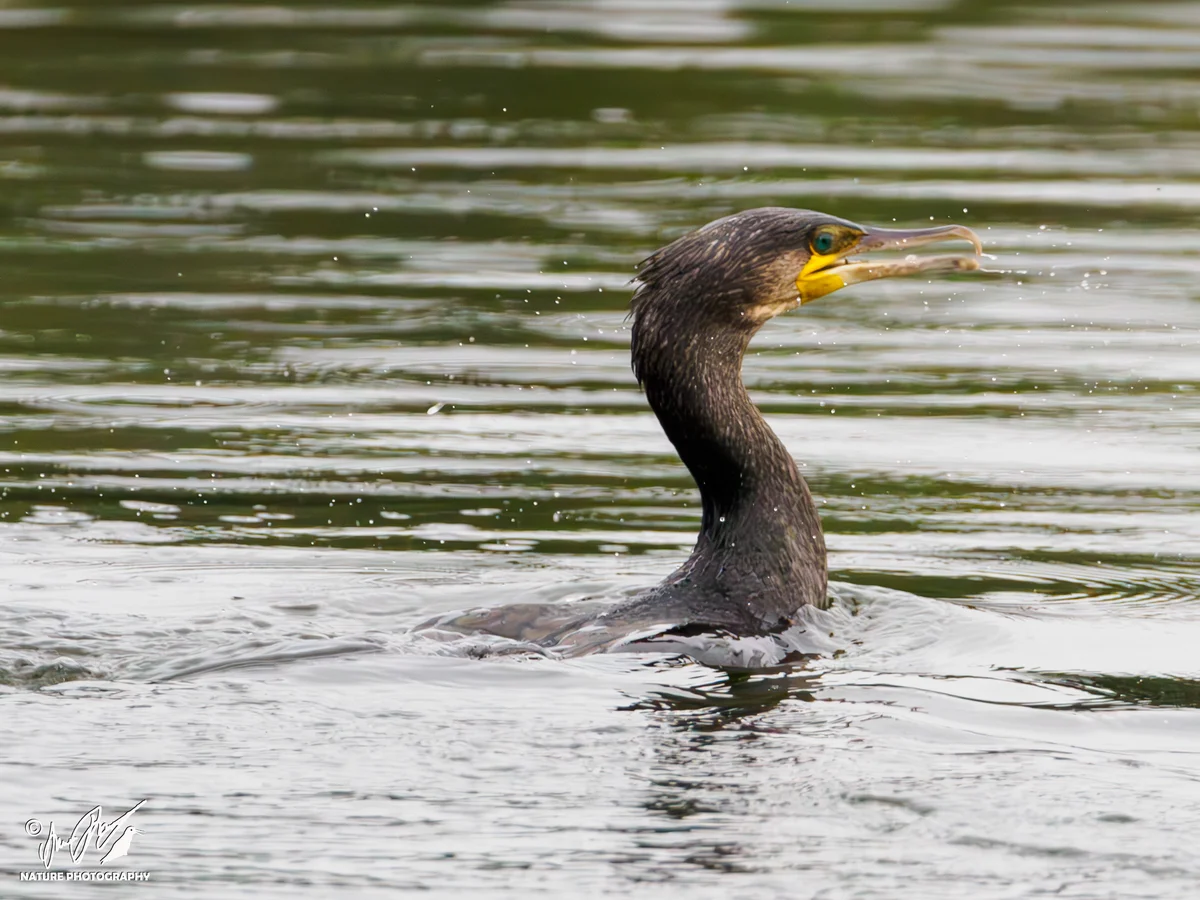 Ptaki - Kormoran zwyczajny pływający w wodzie