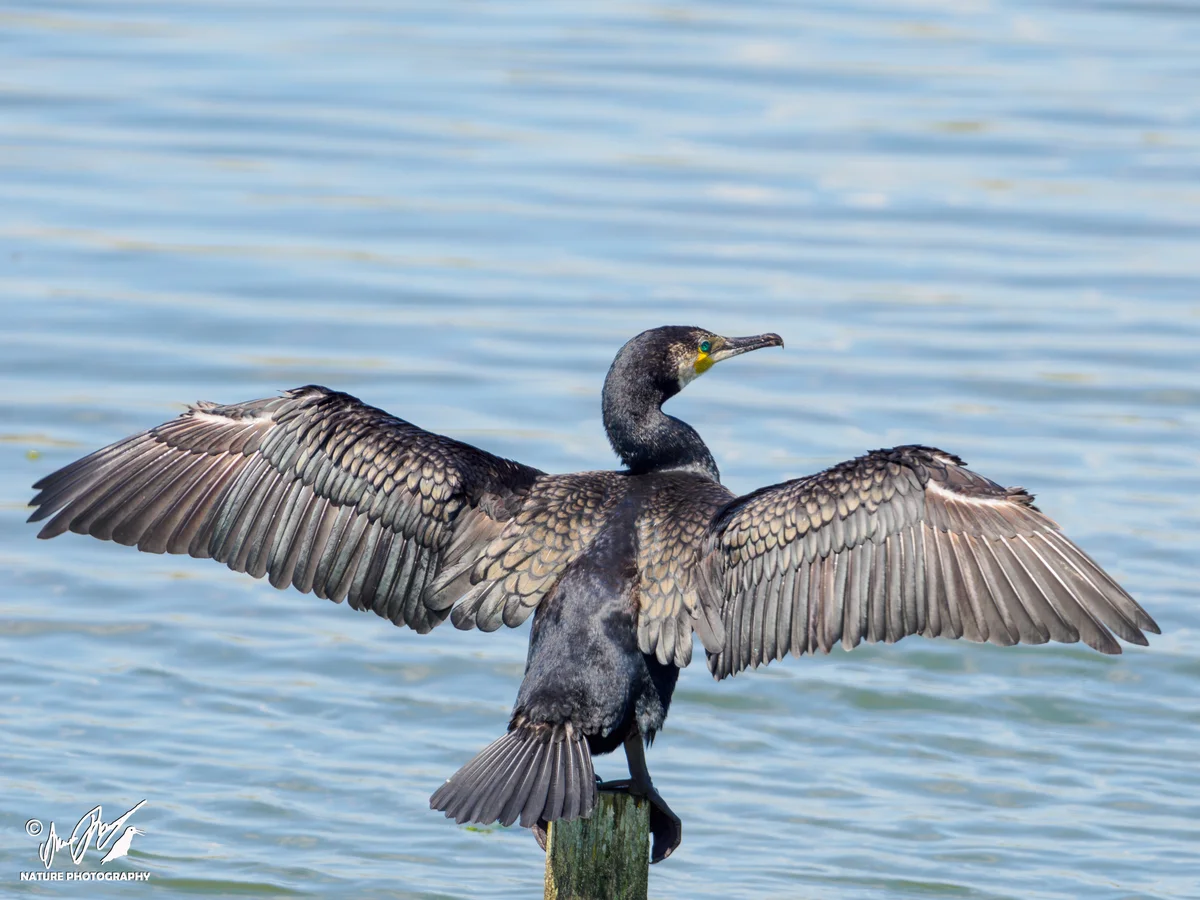 Ptaki - Kormoran zwyczajny suszący swoje skrzydła