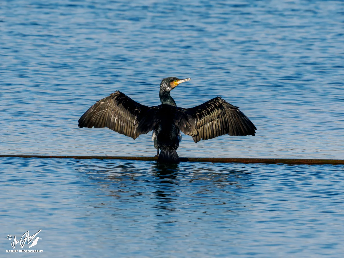 Ptaki - Kormoran zwyczajny suszący skrzydła na wodzie