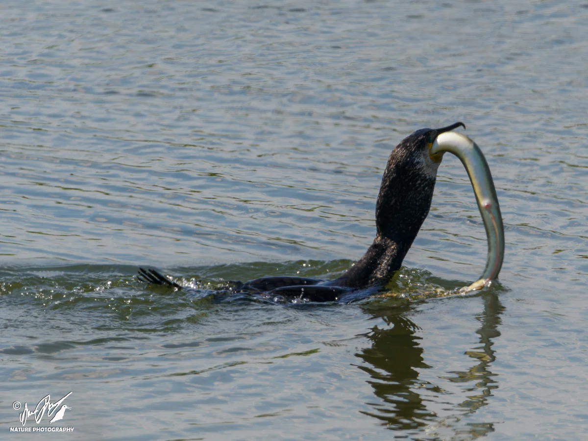 Ptaki - Kormoran zwyczajny zjadający rybę w wodzie