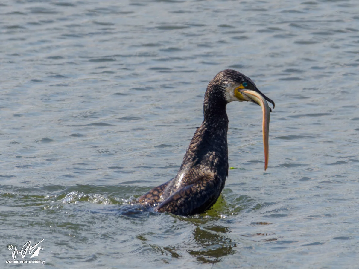 Ptaki - Kormoran zwyczajny zjadający rybę