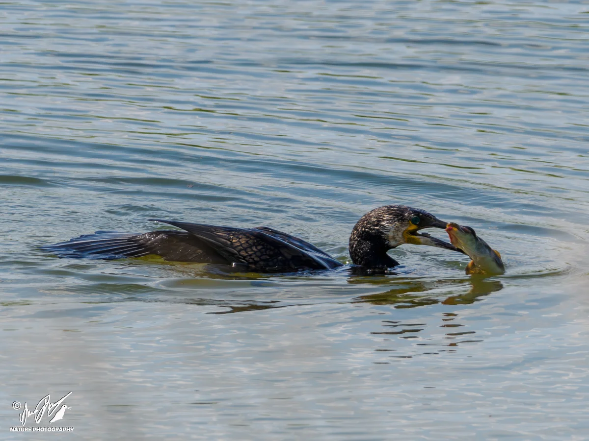 Ptaki - Kormoran zwyczajny zjadający rybę
