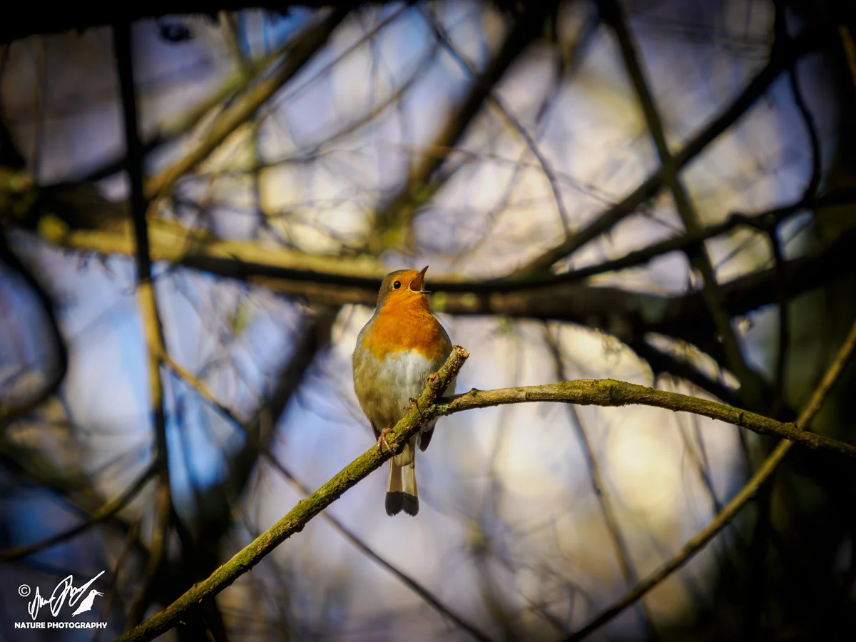 Ptaki - Rudzik zwyczajny śpiewający na gałęzi
