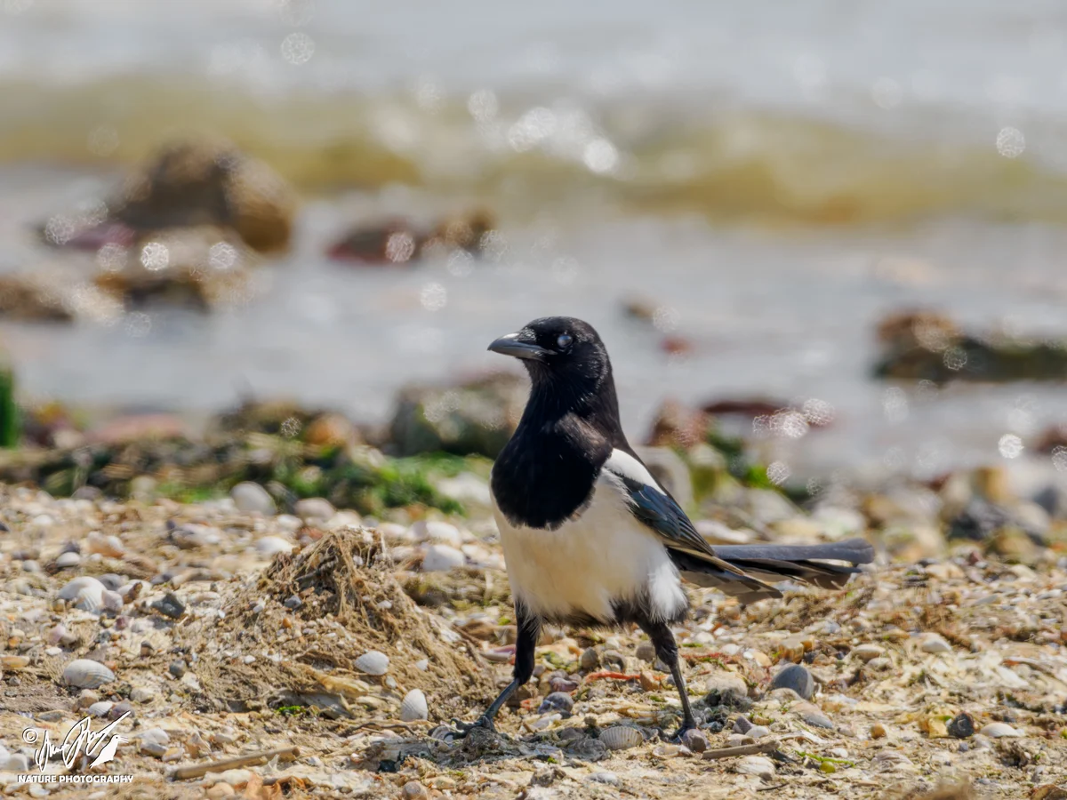 Ptaki - Sroka zwyczajna na piaszczystej plaży
